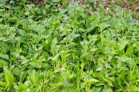 Pentaglottis sempervirens