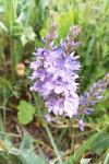 Veronica bastardii
