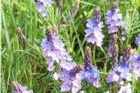Veronica bastardii
