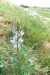 Lupinus angustifolius