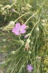 Agrostemma githago