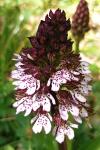 Orchis purpurea