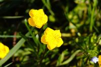 Ranunculus repens