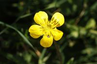 Ranunculus repens