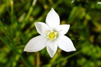 Ornithogalum