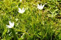 Ornithogalum