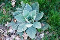 Verbascum