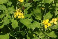 Chelidonium majus
