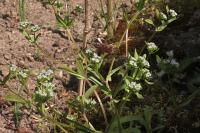 Valerianella locusta