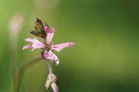 Lychnis flos-cuculi