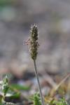 Plantago coronopus