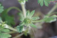 Aphanes australis