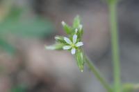 Cerastium glomeratum