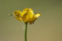 Ranunculus paludosus