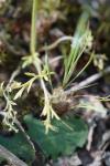 Ranunculus paludosus