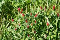 Trifolium incarnatum