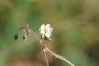 Spergula arvensis