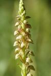 Orchis anthropophora