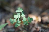 Thalictrum minus