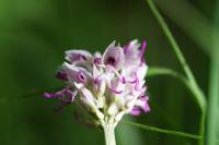 Orchis simia