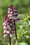 Orchis purpurea