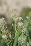 Lepidium campestre
