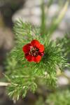 Adonis annua