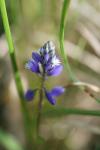 Polygala calcarea