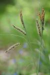 Carex flacca