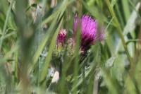 Cirsium dissectum