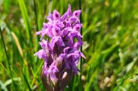 Dactylorhiza majalis