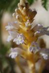 Phelipanche ramosa