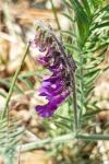 Vicia villosa