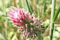Trifolium incarnatum