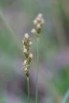 Carex leporina