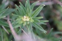 Lithospermum officinale
