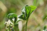 Trifolium subterraneum
