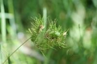 Poa bulbosa