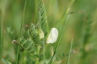 Vicia lutea