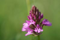 Anacamptis pyramidalis