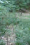 Carex pendula