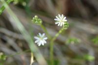 Stellaria graminea