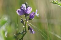 Polygala vulgaris