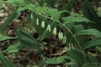 Polygonatum multiflorum