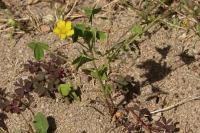 Oxalis stricta