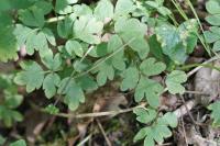 Adoxa moschatellina