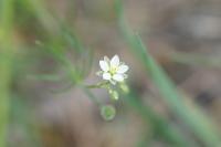 Spergula arvensis
