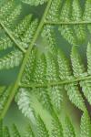 Athyrium filix-femina