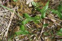 Dioscorea communis