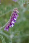 Vicia villosa